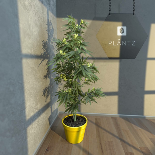 PLANTZ NFT Image